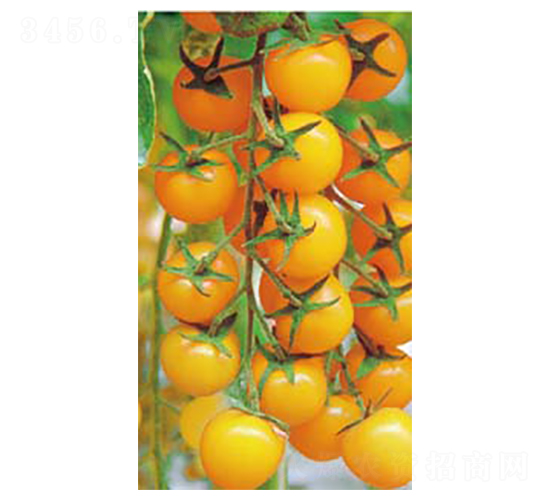 黃金一號-小番茄種子-高端種業(yè)