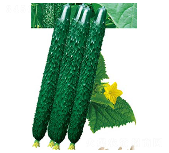 亮豐58-黃瓜種子-高端種業(yè)