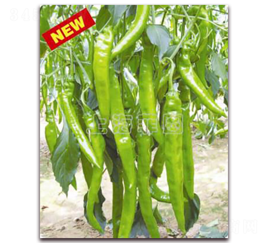 ������̖(h��o)-�����N��-�ƈD�N�I(y��)