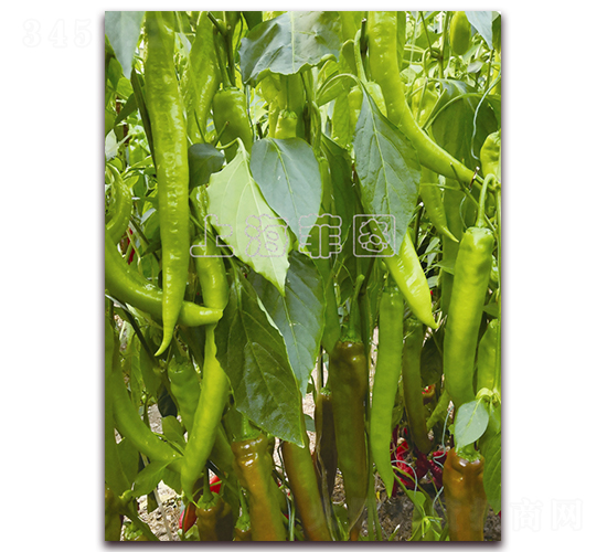 ������̖-�����N��-�ƈD�N�I(y��)