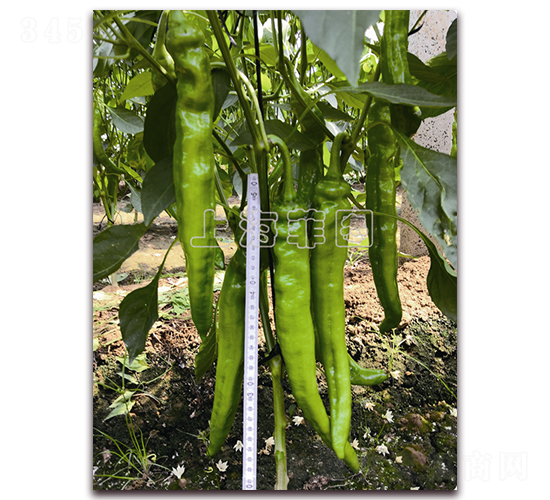 ���2073-�����N��-�ƈD�N�I(y��)