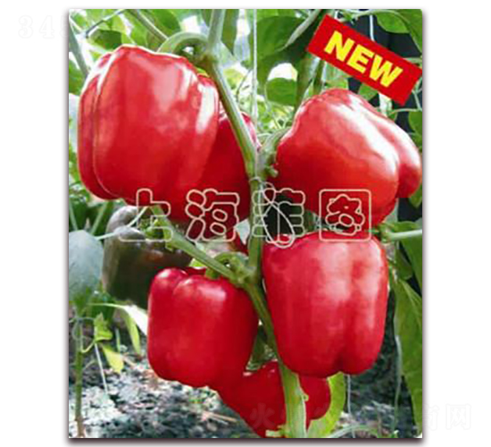 �A�ļt��-�𽷷N��-�ƈD�N�I(y��)