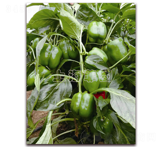 �G��-�𽷷N��-�ƈD�N�I(y��)