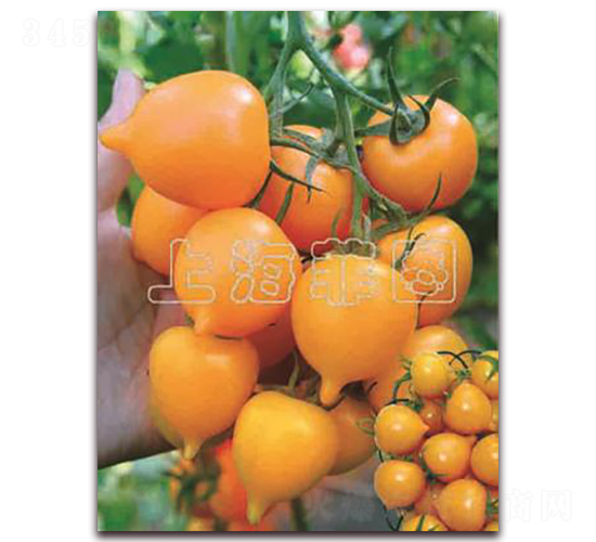 金桃一號-特色番茄種子-菲圖種業(yè)