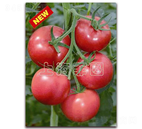 ���ǰ�̖-��TY�۹����ѷN��-�ƈD�N�I(y��)