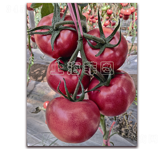 ���Ǽ���-��TY�۹����ѷN��-�ƈD�N�I(y��)