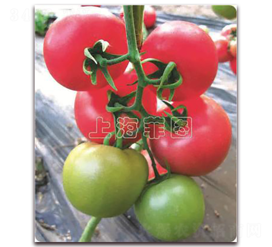 瑞星五號(hào)-抗TY粉果番茄種子-菲圖種業(yè)