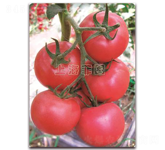 ���Ǵ�-��TY�۹����ѷN��-�ƈD�N�I(y��)