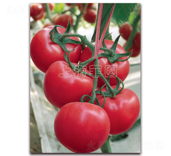 ���ǽ��-��TY�۹����ѷN��-�ƈD�N�I(y��)