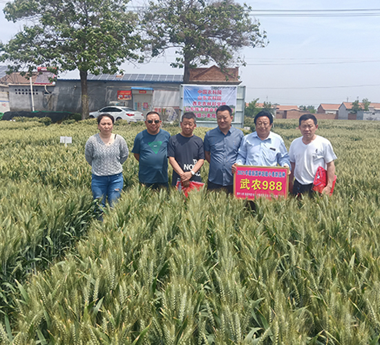 ���r(n��ng)988С���N�ӬF(xi��n)���^Ħ��