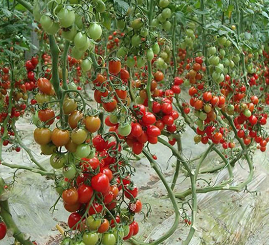 ����ʥŮ-ʥŮ���N��-���̰��N�I(y��)