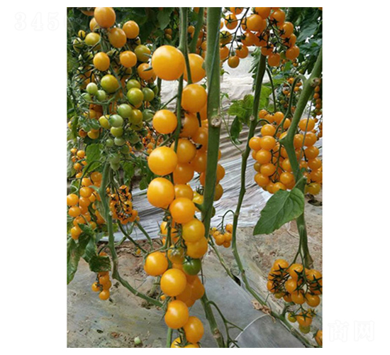 �S����-ʥŮ���N��-���̰��N�I(y��)