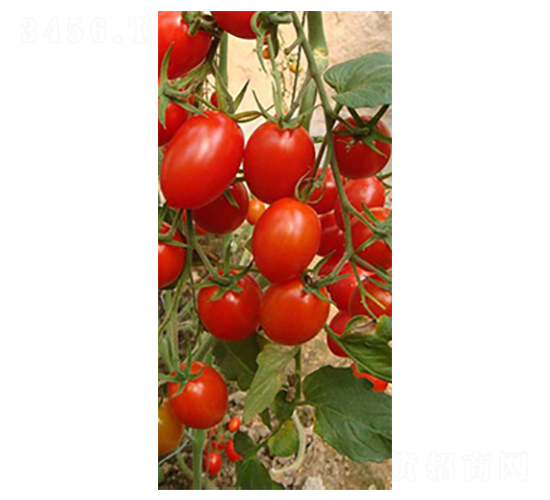 �t����-ʥŮ���N��-���̰��N�I(y��)