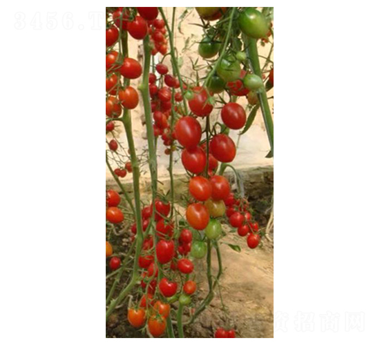 ��ɽ88-ʥŮ���N��-���̰��N�I(y��)