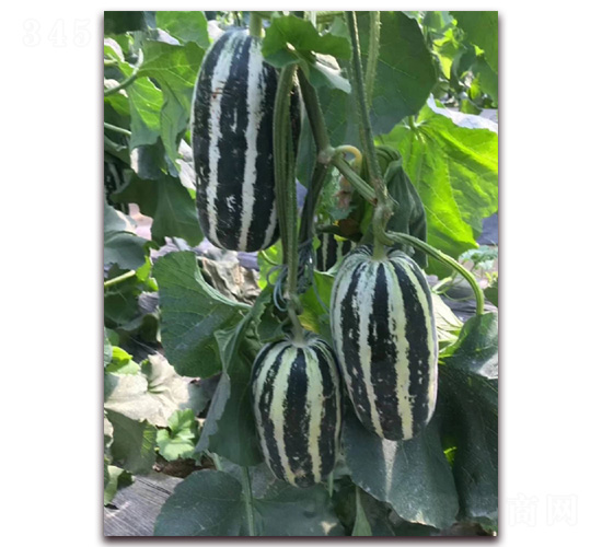 ��Ƥ��ϷN��-�A�~�N�I(y��)