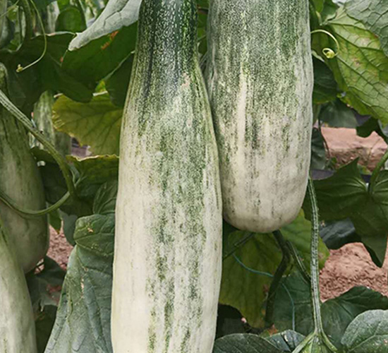 �������ϷN��-�A�~�N�I(y��)