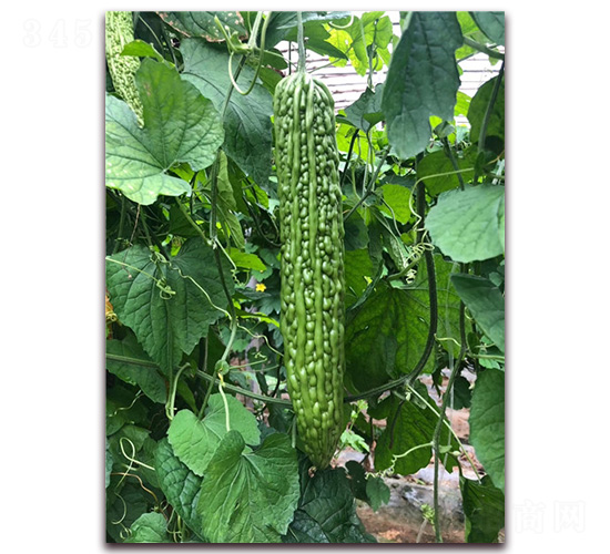 �G����-��ϷN��-�A�~�N�I(y��)