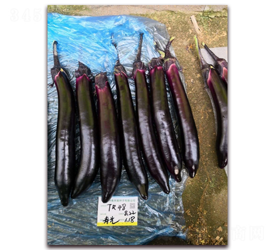 大龍長茄-茄子種子-華邁種業(yè)