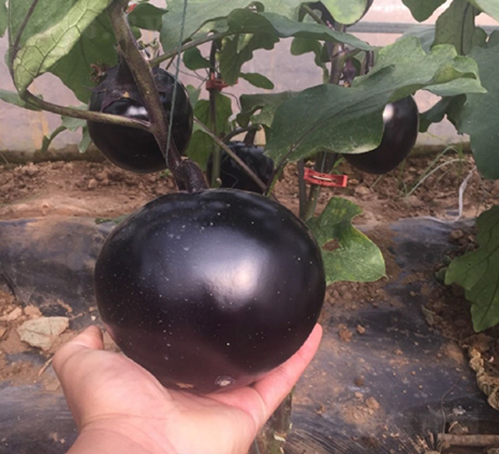 �A���ӷN��-�A�~�N�I(y��)