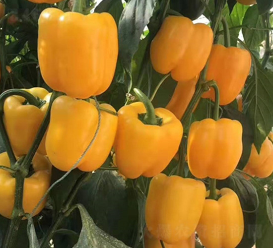 �ʽ�-�����N��-�A�~�N�I(y��)