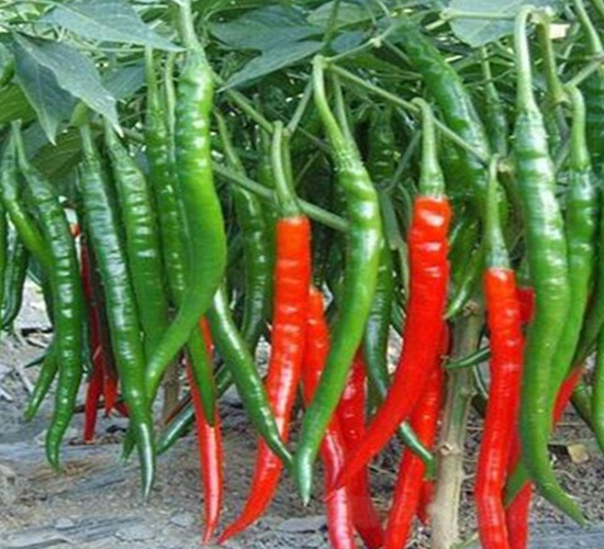 ����һ̖����-�����N��-�A�~�N�I(y��)