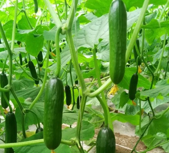 無(wú)刺水果小黃瓜-黃瓜種子-華邁種業(yè)