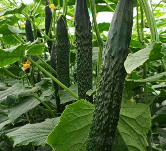 綠冠A6黃瓜-黃瓜種子-華邁種業(yè)