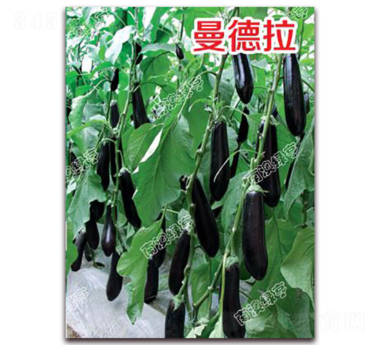 ������-���ӷN��-�G���r(n��ng)�I(y��)