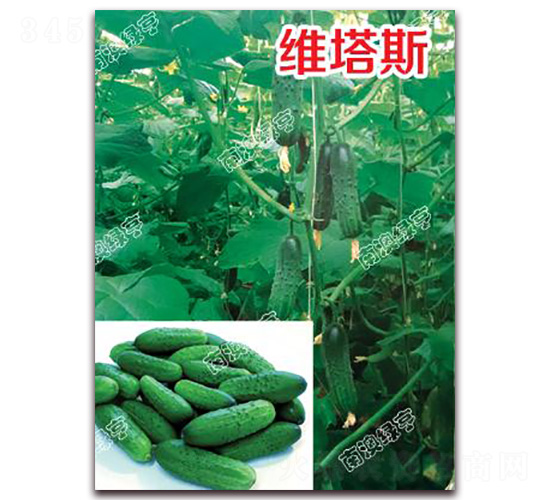 �S��˹-С�S�ϷN��-�ϰľG��