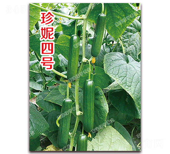 ������̖(h��o)-С�S�ϷN��-�ϰľG��