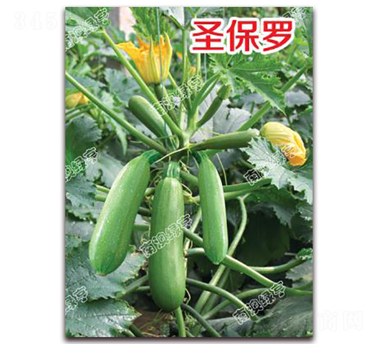 ʥ���_-�����J�N��-�ϰľG��