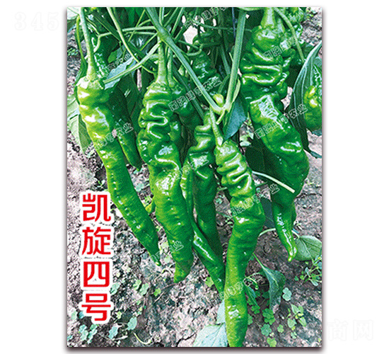 �P����̖(h��o)-�ݽz���N��-�ϰľG��