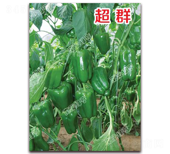 ��Ⱥ-�𽷷N��-�ϰľG��