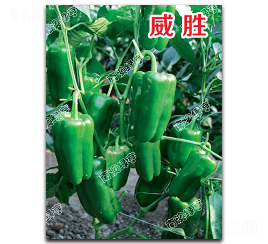 ����-�𽷷N��-�ϰľG��