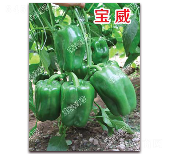 ����-�𽷷N��-�ϰľG��