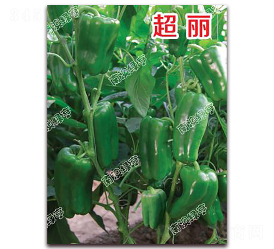 ����-�𽷷N��-�ϰľG��