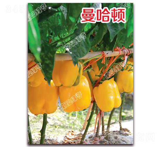 �����D-�𽷷N��-�ϰľG��