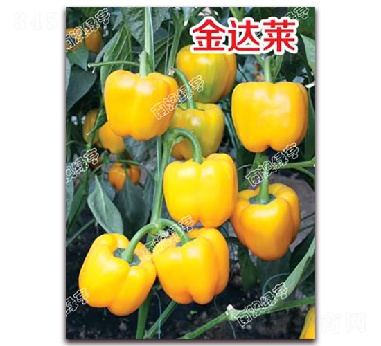 ���_(d��)�R-�𽷷N��-�ϰľG��