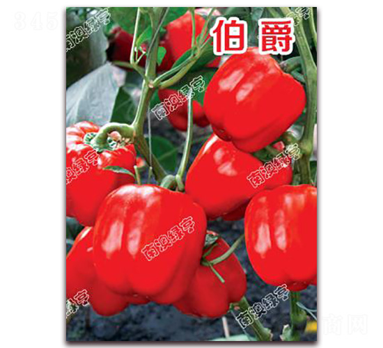 ����-�𽷷N��-�ϰľG��