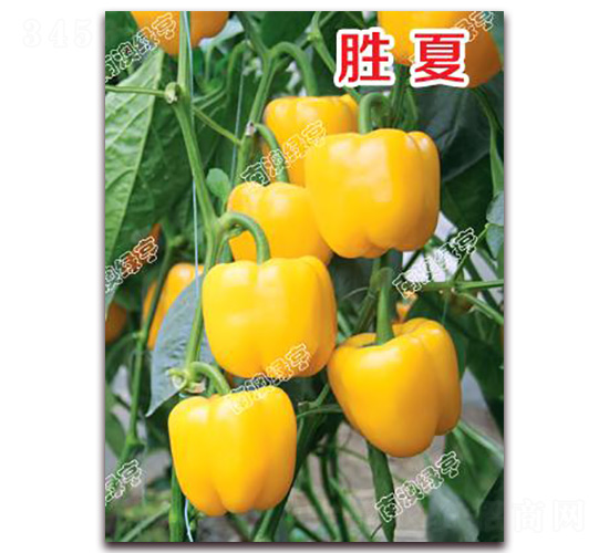 ����-�𽷷N��-�ϰľG��