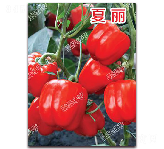 ����-�𽷷N��-�ϰľG��