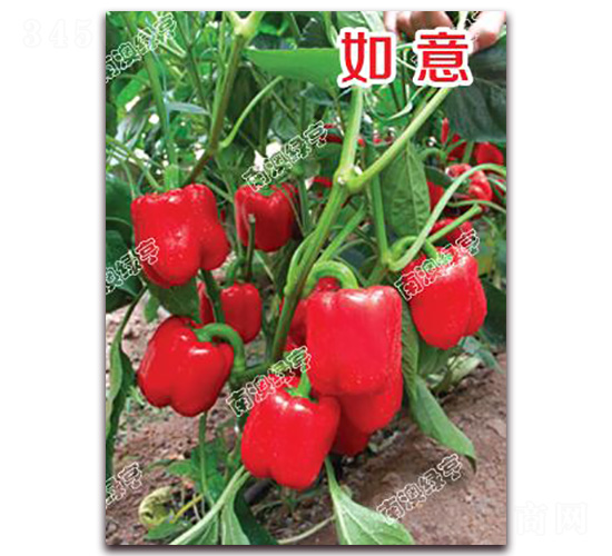 ����-�𽷷N��-�ϰľG��