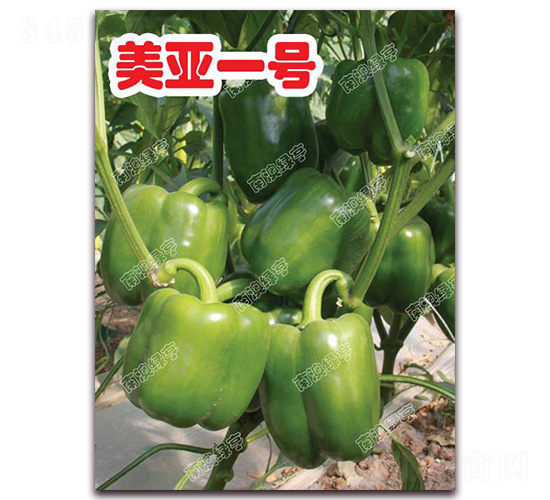 ����һ̖-�𽷷N��-�ϰľG��