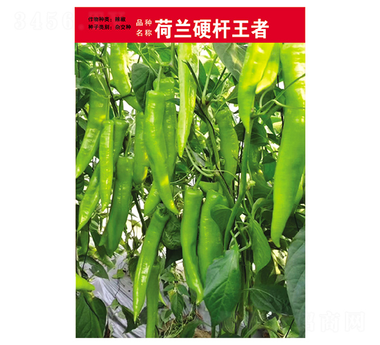 ���mӲ�U����-�����N��-Ӣ���m��