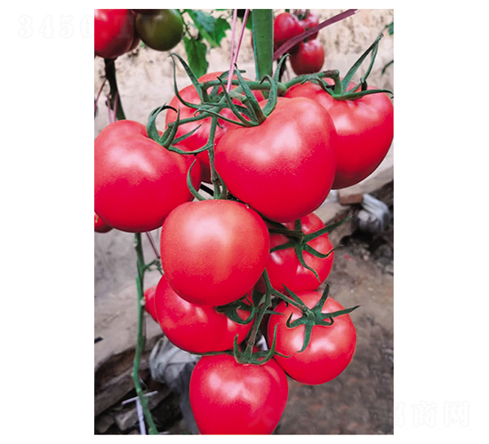 ����750Ӳ��-���t���N��-Ӣ���m��