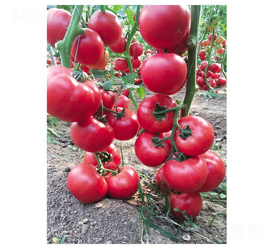 ���mӲ��-���t���N��-Ӣ���m��