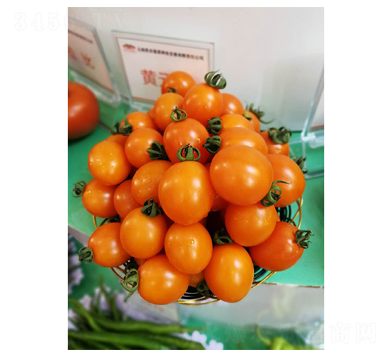 ʥŮ���N��-Ӣ���m��