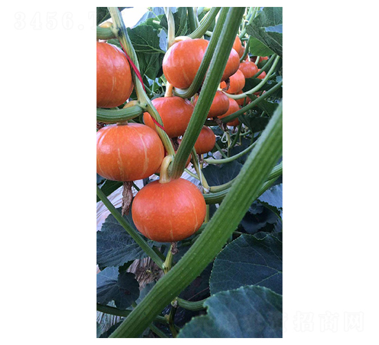 �ϹϷN��-Ӣ���m��