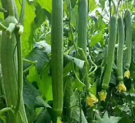 �z�ϷN��-Ӣ���m��