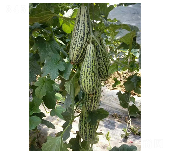 ��ϷN��-Ӣ���m��